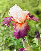 Iris germanica 'Prince Eugene'