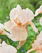 Iris germanica Constant Wattez