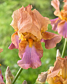 Iris germanica 'Punchline'