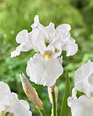 Iris germanica 'Immortality'