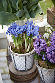 Spring flowers on pot