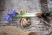 Iris reticulata mit Zwiebel