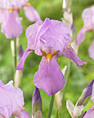 Iris pallida