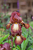 Iris germanica 'Kent Pride'