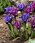 Iris reticulata 'Purple Hill ®' 'Blue Hill ®'