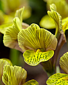 Iris reticulata Kameleon