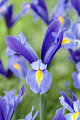 Iris hollandica 'Sapphire Beauty'