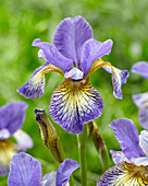 Iris sibirica 'Pennywishle'
