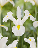 Iris hollandica 'White Magic'