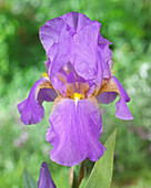 Iris germanica 'Goliath Mate'