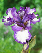 Iris germanica 'Touch of Spring'