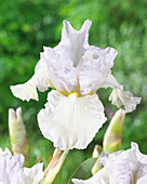 Iris germanica 'White Reprise'