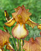 Iris germanica 'Belvey Queen'