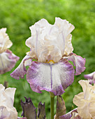 Iris germanica 'Lucky Locket'