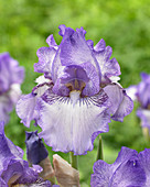 Iris germanica Cozy Calico