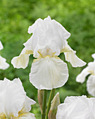 Iris germanica I Do