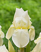 Iris germanica 'Lugano'