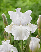 Iris germanica 'White Reprise'