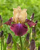 Iris germanica 'Summer Fiesta'