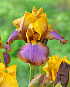 Iris germanica 'Brown Lasso'