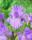 Iris germanica 'Mary Frances'