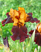 Iris germanica 'Supreme Sultan'
