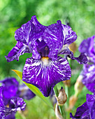 Iris germanica Batik