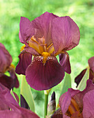 Iris germanca 'Senlac'