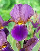Iris germanica 'Symphonie'