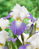 Iris germanica 'Mission Ridge'