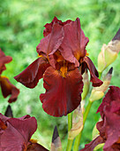 Iris germanica 'Respectable'