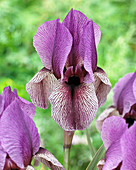 Iris Dardanus