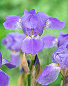 Iris germanica 'Surprise Blue'