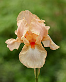 Iris germanica 'Coral Chalice'
