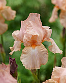 Iris germanica 'Hidden World'