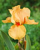 Iris germanica 'Orange Chariot'