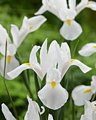 Iris hollandica 'Alaska'