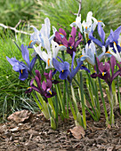 Iris reticulata mix