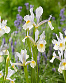 Iris hollandica 'MB 0913'