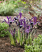 Iris reticulata 'Spot On'