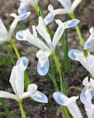 Iris reticulata 'Frozen Planet'