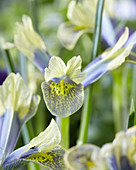 Iris reticulata '01-JR-3'