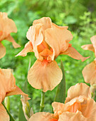 Iris germanica 'Many Mahalos'
