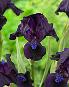 Iris pumila Michael Paul