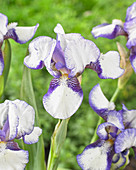 Iris pumila 'Jenny Grace'