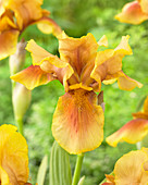 Iris germanica Golden Muffin