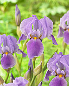 Iris germanica 'Lilac Toque'