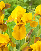 Iris germanica 'Bronzaire'