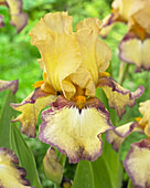 Iris germanica 'Bullwinkle'