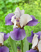 Iris germanica 'Hattrick'